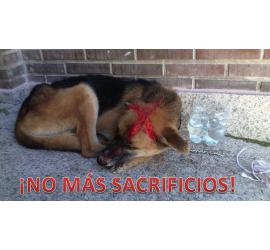 Destinen el dinero de la eutanasia, a la castración de TODOS los animales de las perreras de España