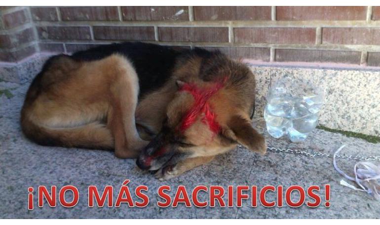 Destinen el dinero de la eutanasia, a la castración de TODOS los animales de las perreras de España