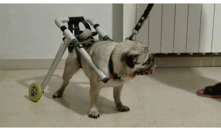 Spaik ya tiene su silla de ruedas