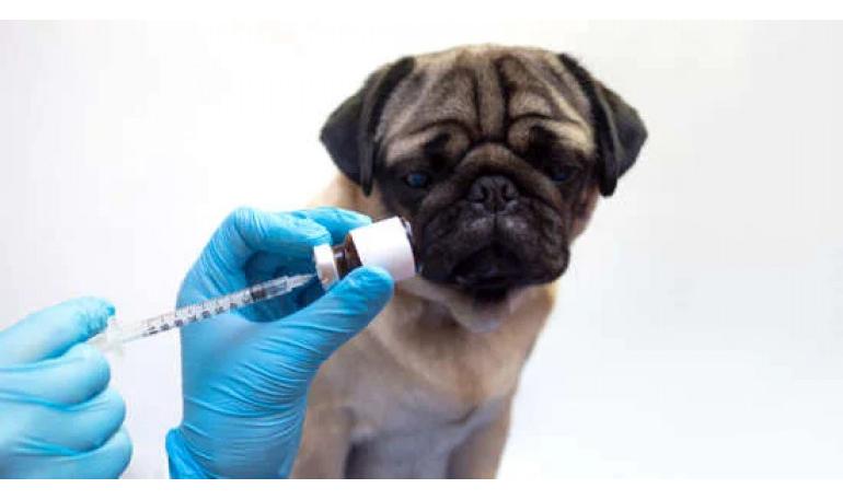 La importancia de la esterilización y la castración de los perros