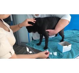 Cómo preparar a tu perro adoptado para una visita al veterinario