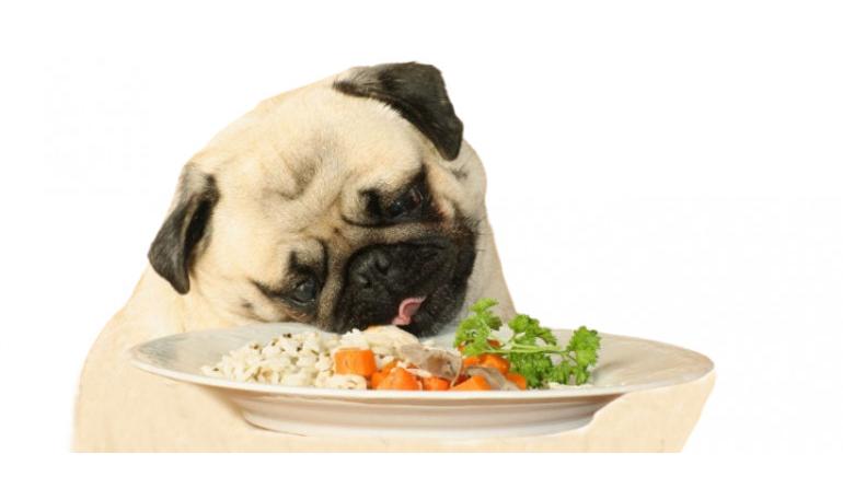 Dieta BARF en perros
