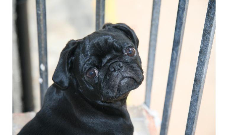 Procedimiento para evitar y denunciar el maltrato hacia un animal