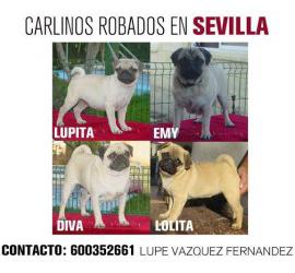 Lupita, Emy, Diva y Lolita