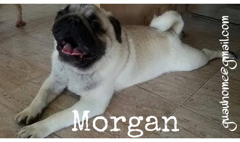 Morgan 1
