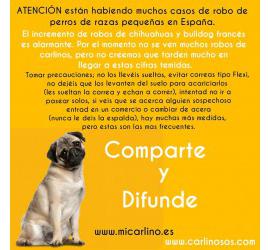 Aumento de robo de perros de razas pequeñas en España