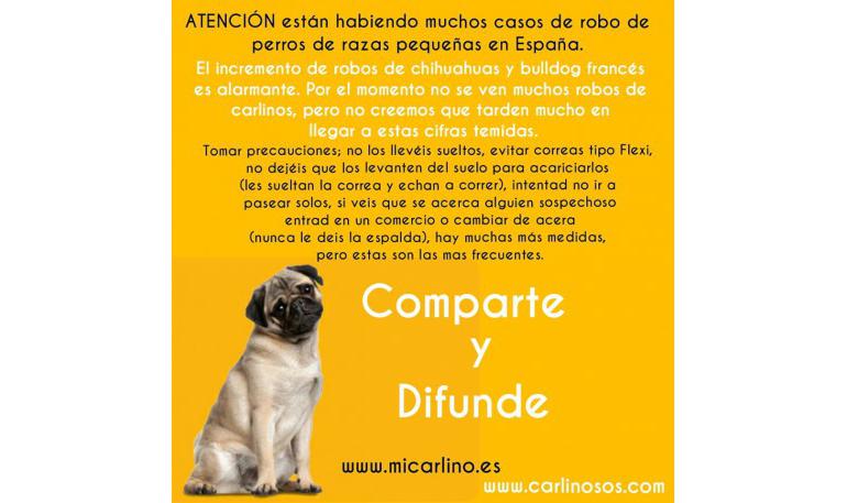 Aumento de robo de perros de razas pequeñas en España