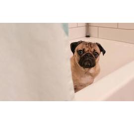 Cómo hacer que tu perro adoptado se sienta más cómodo durante el baño