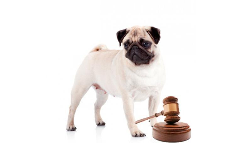 Primera condena pública por el abandono de animales