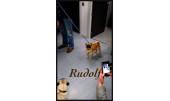 Rudolf 6