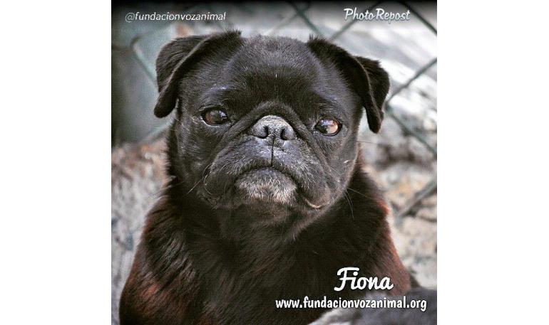 Fiona 1