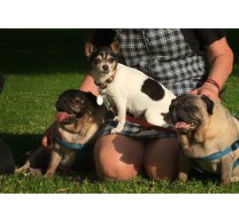 Kira, Matilda y Dorotea