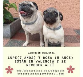 Rosa y Lupe