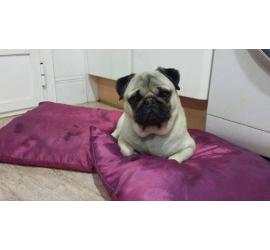 Pitu