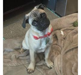 Muggsy (Porterville)