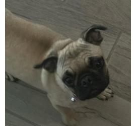 Lola (Porterville)