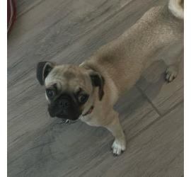Pepper (Porterville)