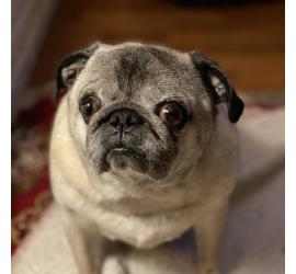 Odie