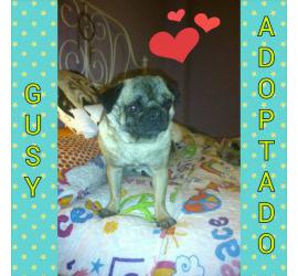 Gusy